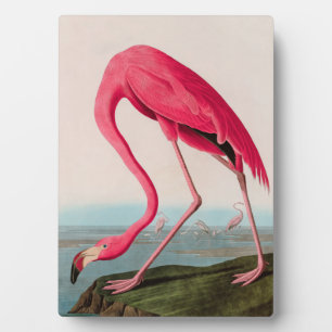 American Flamingo Birds of America Audubon Print Fotoplatte