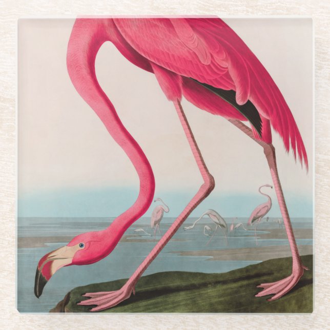 American Flamingo Birds of America Audubon Print Glasuntersetzer (Vorderseite)