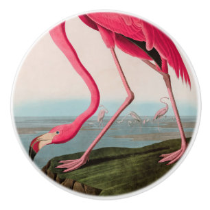 American Flamingo Birds of America Audubon Print Keramikknauf