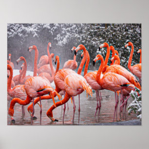 American Flamingo, farbenfroher Vogel,   Poster