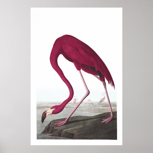 American Flamingo Illustration Poster (Vorne)