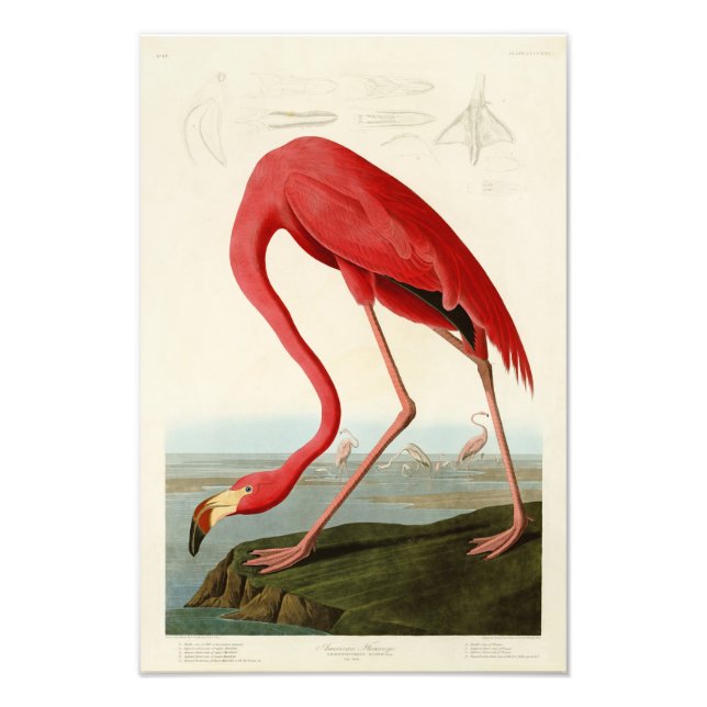 American Flamingo John Audubon Birds of America Fotodruck (Vorne)
