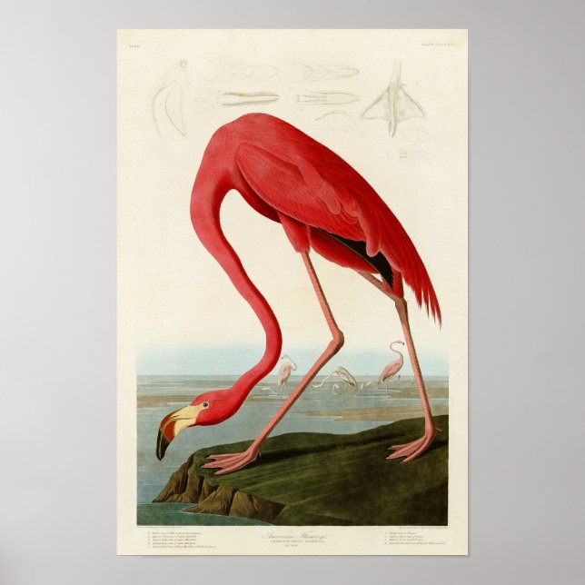 American Flamingo John Audubon Birds of America Poster (Vorne)