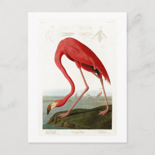 American Flamingo John Audubon Birds of America Postkarte