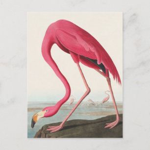 American Flamingo John Audubon Postkarte