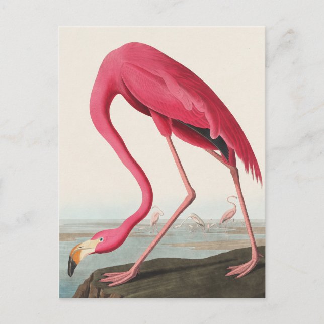 American Flamingo John Audubon Postkarte (Vorderseite)
