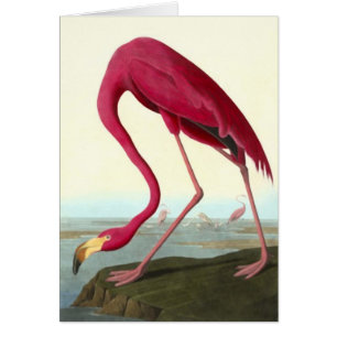 American Flamingo, John James Audubon