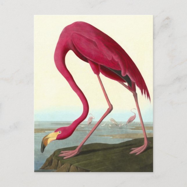 American Flamingo, John James Audubon Fine Postkarte (Vorderseite)