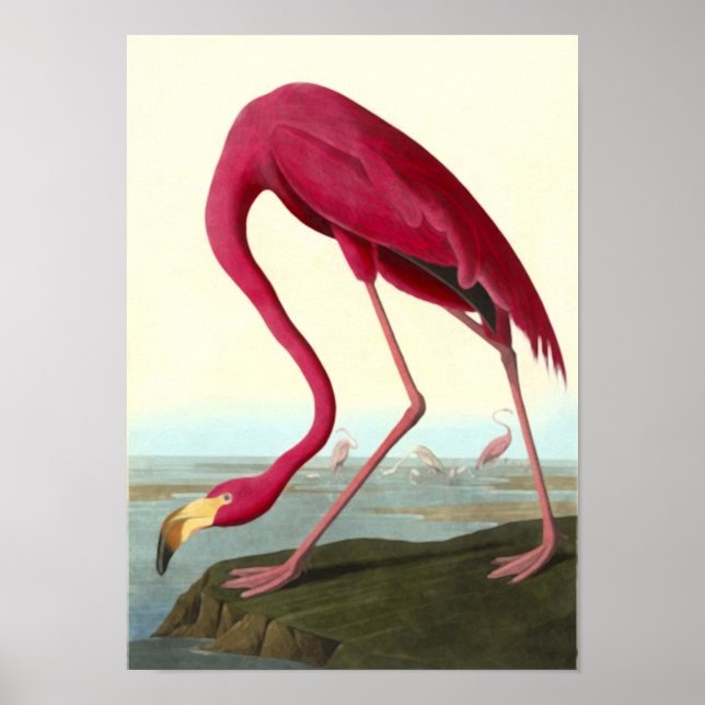 American Flamingo, John James Audubon Poster (Vorne)