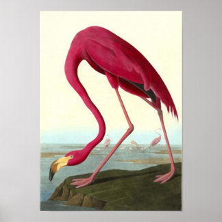 American Flamingo, John James Audubon Poster