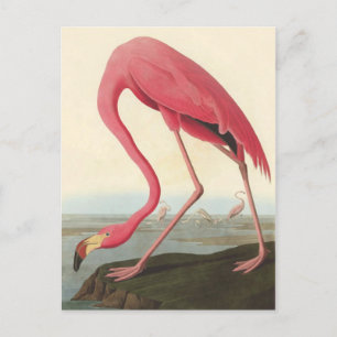American Flamingo   John James Audubon Postkarte