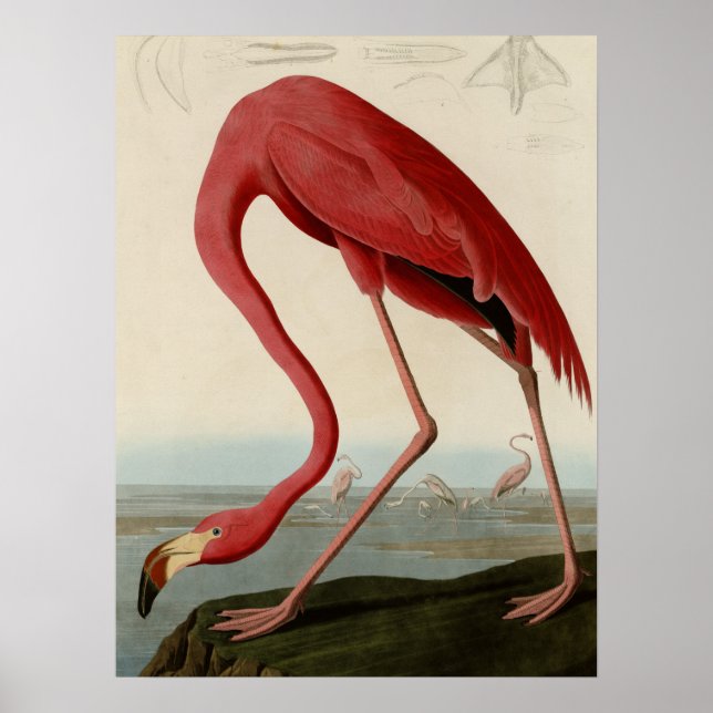American Flamingo Poster (Vorne)