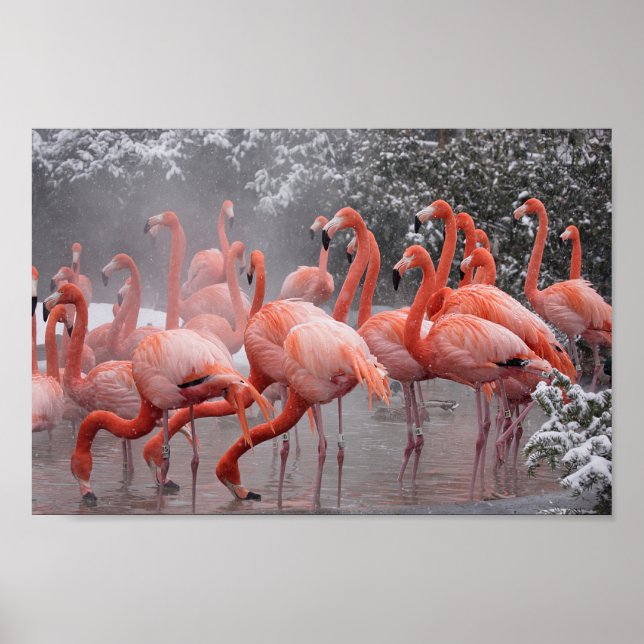 American Flamingo Poster (Vorne)