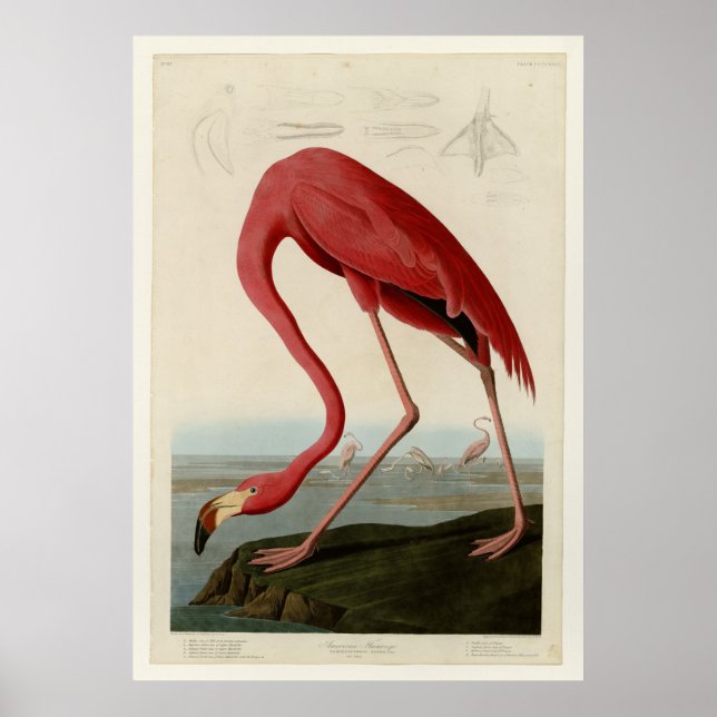 American Flamingo Poster (Vorne)