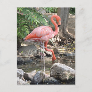 American Flamingo Postkarte