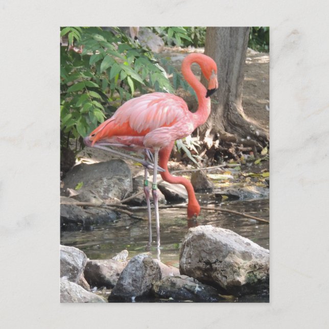 American Flamingo Postkarte (Vorderseite)