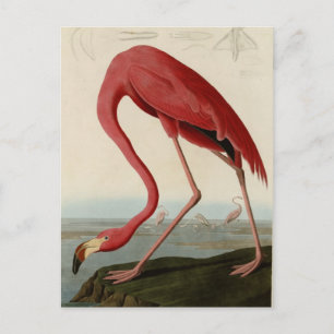 American Flamingo Postkarte