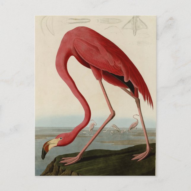 American Flamingo Postkarte (Vorderseite)