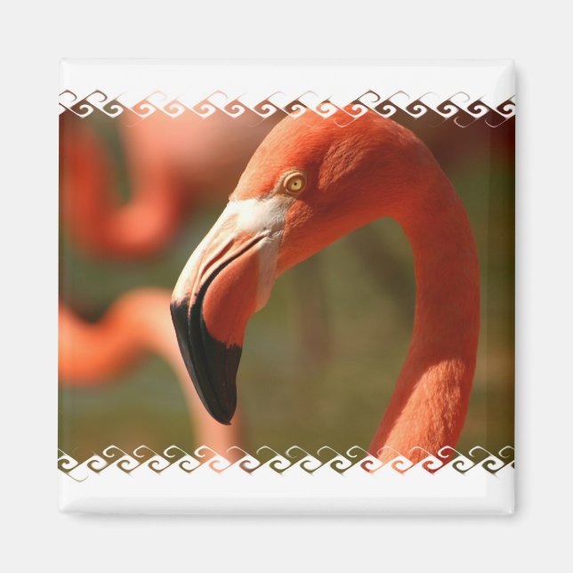 American Flamingo Square Magnet (Vorne)
