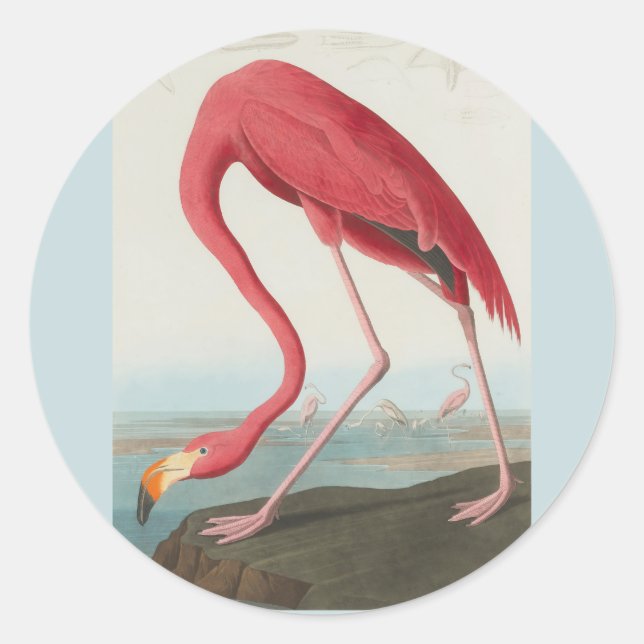 American Flamingo von John James Audubon 1838 Runder Aufkleber (Vorderseite)