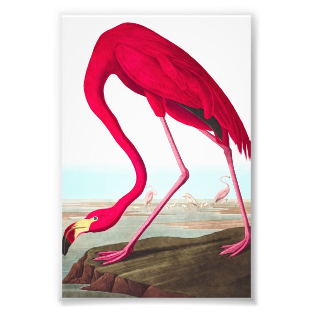 American Flamingo von John James Audubon Fotodruck (Vorne)