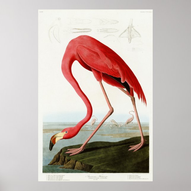 American Flamingo von John James Audubon Poster (Vorne)
