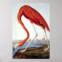 American Flamingo - Wildlife von John Audubon