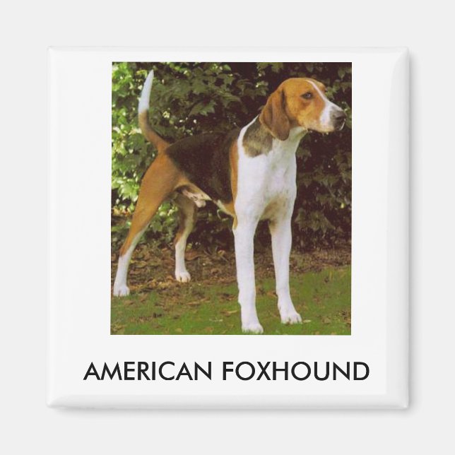 American Foxhound Magnet (Vorne)