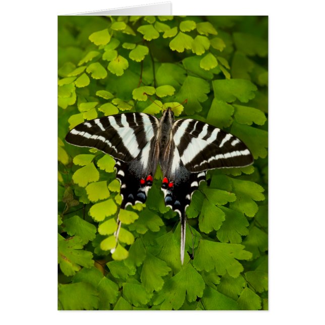 American Frack Butterfly (Vorne)