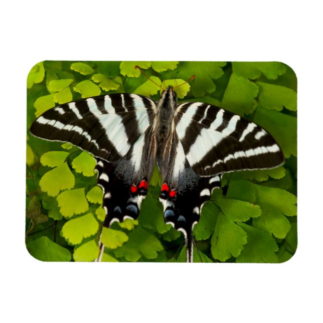 American Frack Butterfly Magnet (Horizontal)