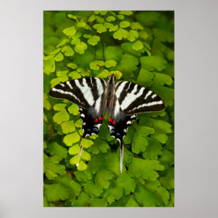 American Frack Butterfly Poster