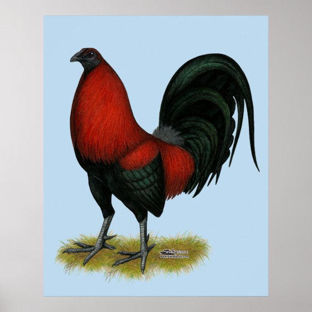 American Game BB Black Red Rooster Poster (Vorne)