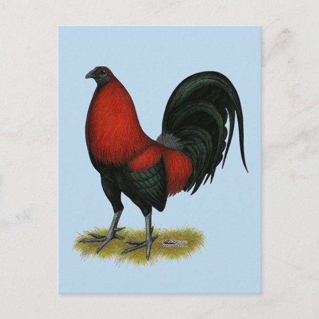 American Game BB Black Red Rooster Postkarte (Vorderseite)