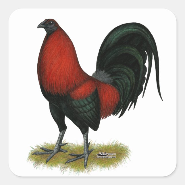 American Game BB Black Red Rooster Quadratischer Aufkleber (Vorderseite)