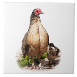 American Game Hen and Baby Chickens Fliese
