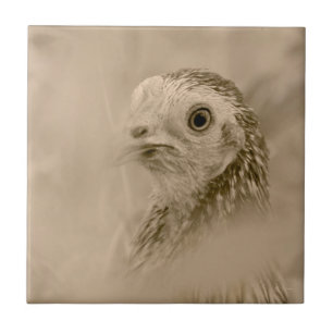 American Game Hen Fliese