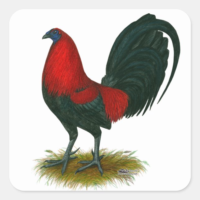 American Gamecock: Brown Red Quadratischer Aufkleber (Vorderseite)
