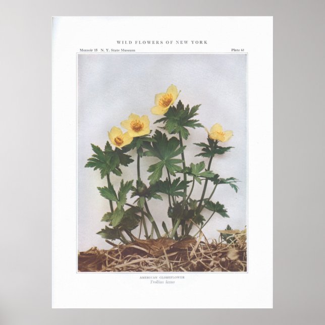American Globelower - Trollius laxus Poster (Vorne)