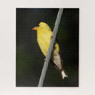 American Gold Finch - Dunkelgrüner Hintergrund Puzzle