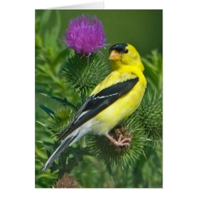American Goldfinch (Vorne)