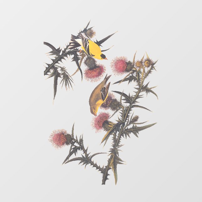 American Goldfinch Audubon Birds of America Fensteraufkleber (Blatt)