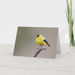 American Goldfinch Bird Karte