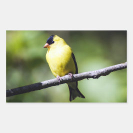 American Goldfinch Bird Rectangle Sticker