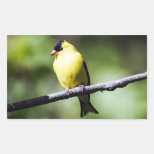 American Goldfinch Bird Rectangle Sticker