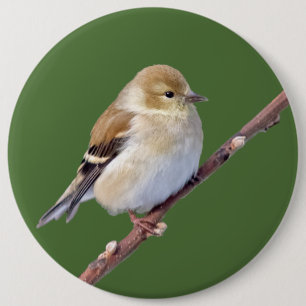 American Goldfinch Button