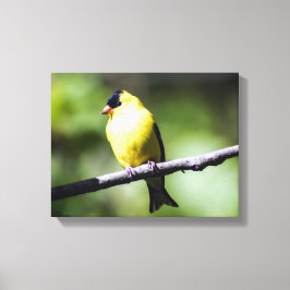 American Goldfinch Canvas Print Leinwanddruck
