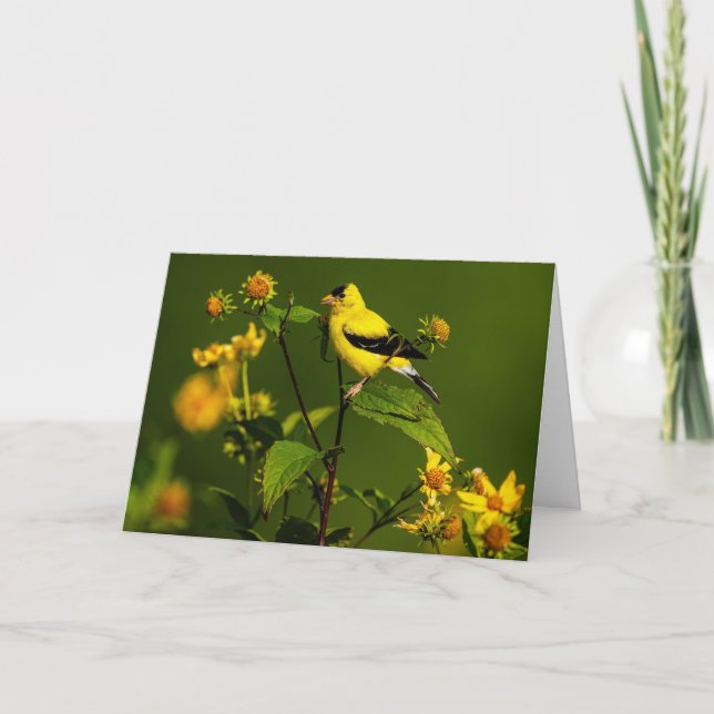 American Goldfinch Dankeskarte (Vorderseite)
