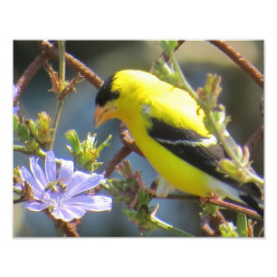 American Goldfinch Fotodruck