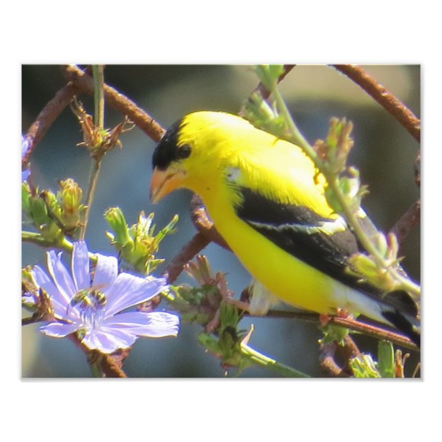 American Goldfinch Fotodruck (Vorne)