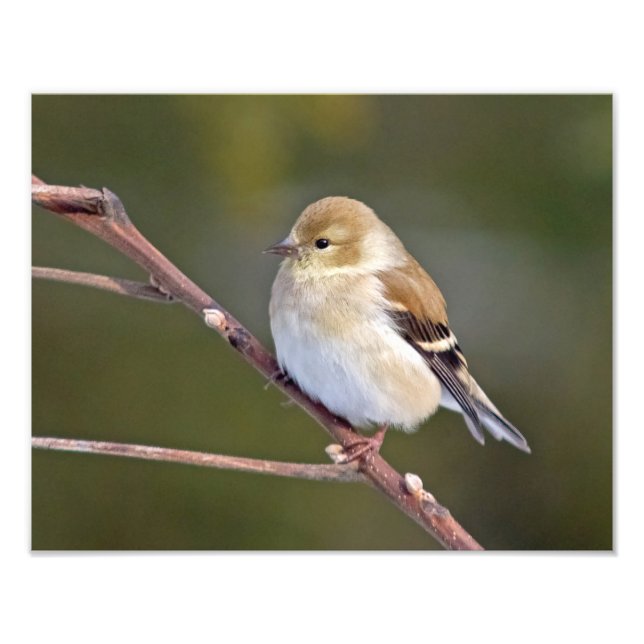American Goldfinch Fotodruck (Vorne)
